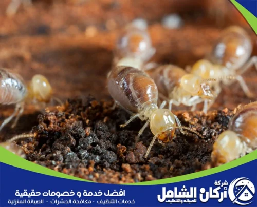 مكافحة النمل الابيض قبل البناء بالخبر مكافحة النمل الابيض قبل البناء بالخبر