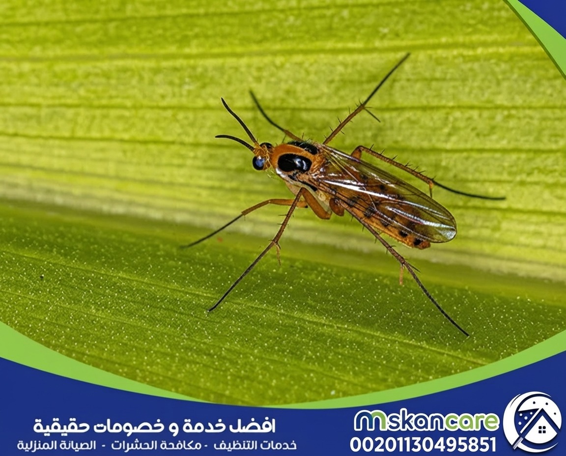طرق التخلص من الحشرات المنزلية