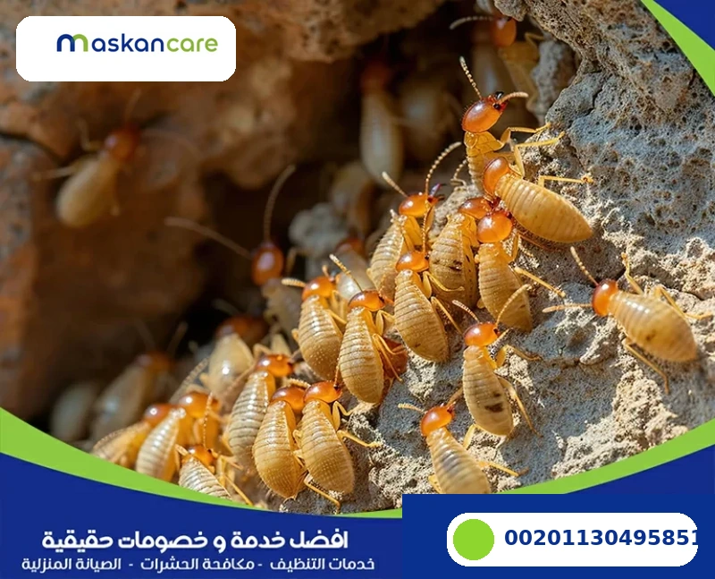 شركة مكافحة النمل الابيض بالدمام والخبر